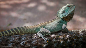 australian-water-dragon-1