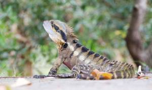 australian-water-dragon-2