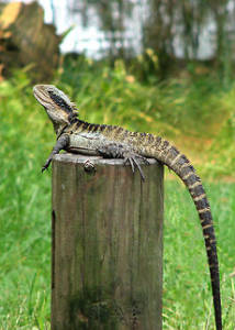 australian-water-dragon-3