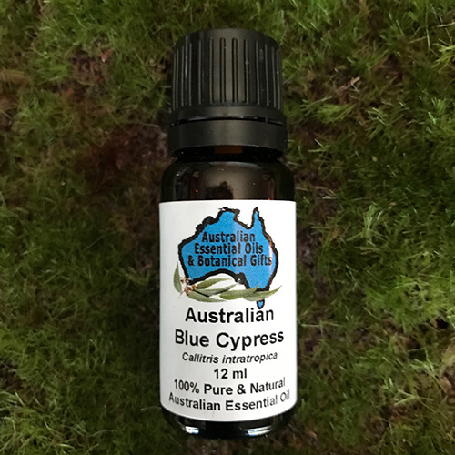 blue cypress