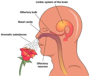 From Nose to Brain - Neurology of Smell