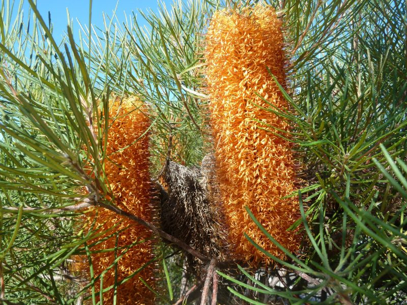 Aromatherapy Natural Banksia Diffuser - Medium Size - Image 3